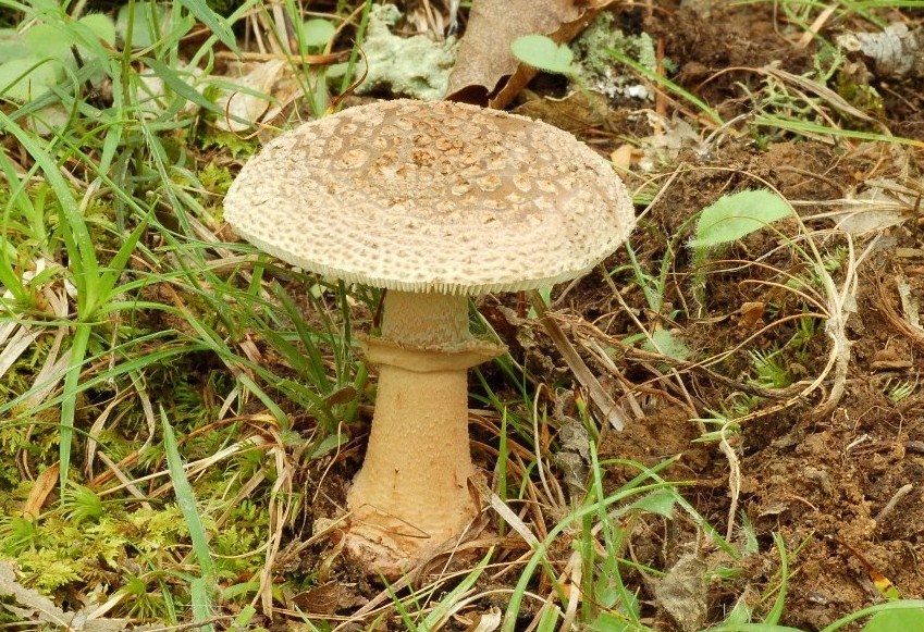 Amanita rubescens?